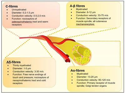Frontiers in diagnostic and therapeutic approaches in diabetic sensorimotor neuropathy (DSPN)